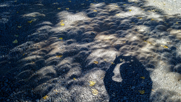 When there is an eclipse the shadows under a tree will show you the current state. Were very close to totality at this point.